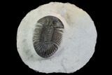 Metascutellum Trilobite - Very Pustulose With Axial Spines #98585-2